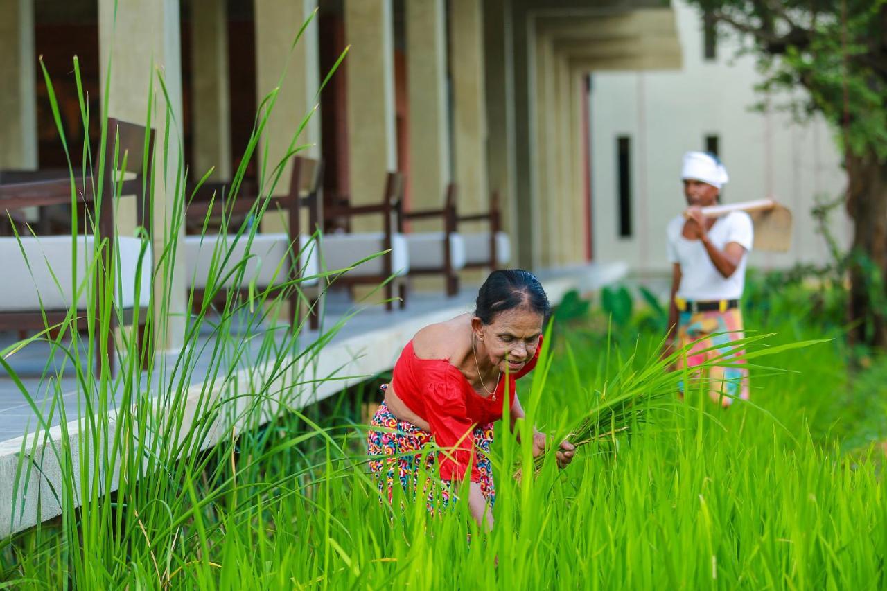 Tropical Life Resort And Spa Dambulla Buitenkant foto