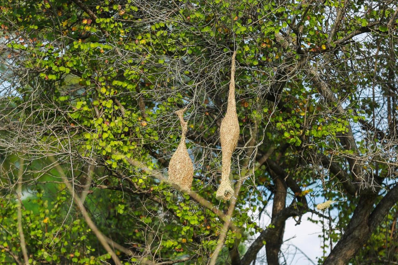 Tropical Life Resort And Spa Dambulla Buitenkant foto